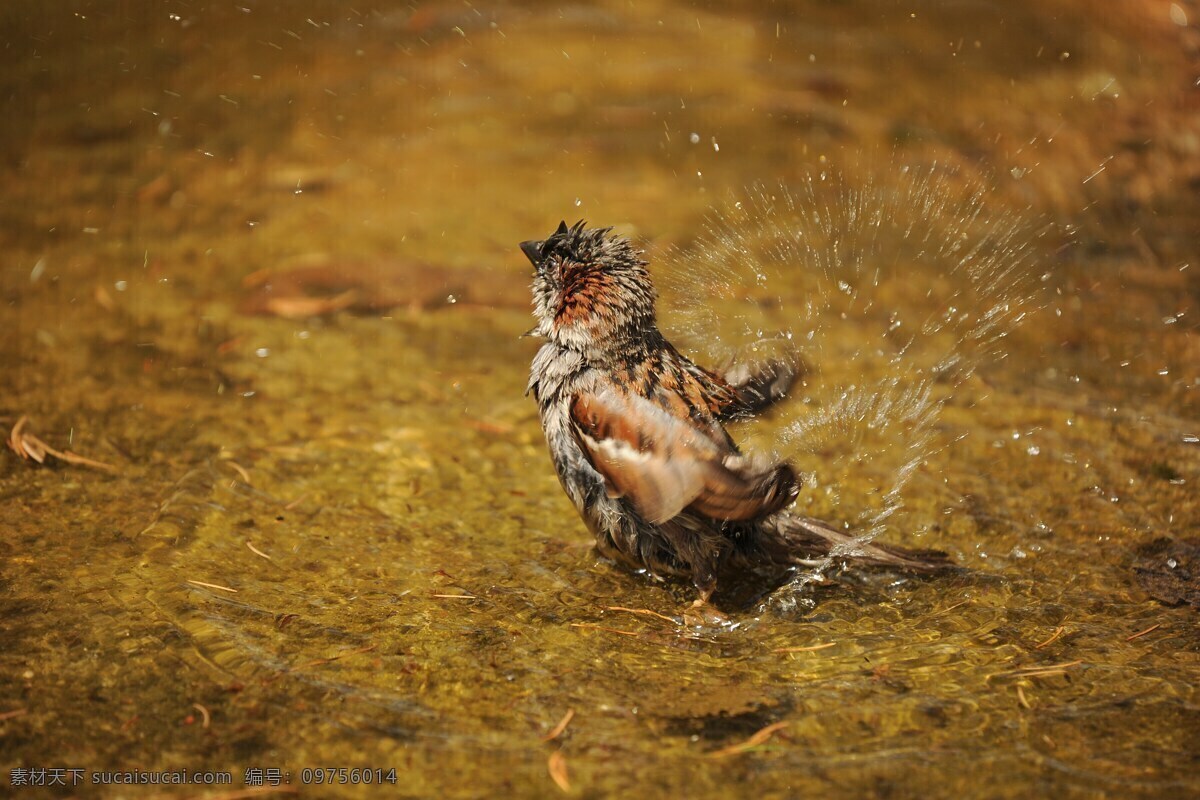 麻雀羽毛湿 麻雀 湿 水 洗澡 高兴 羽毛湿 棕色