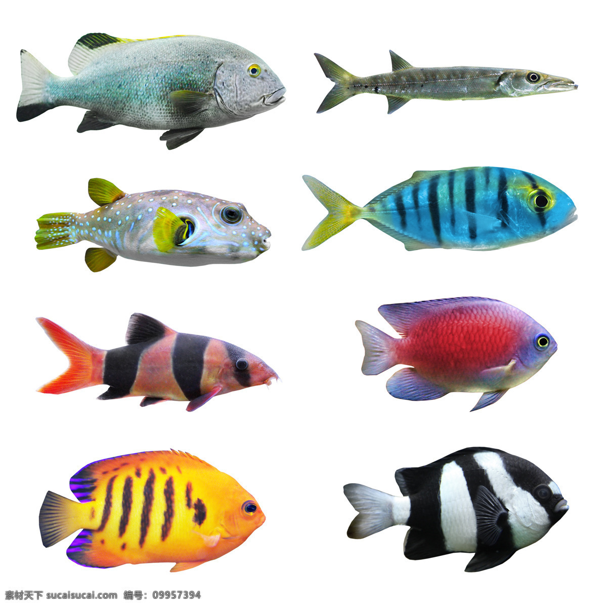 小鱼 种类 大全 高清 热带鱼 彩色 海洋鱼类 彩色鱼 鱼儿 鱼类 漂亮的鱼 海洋生物 动物图片 白色