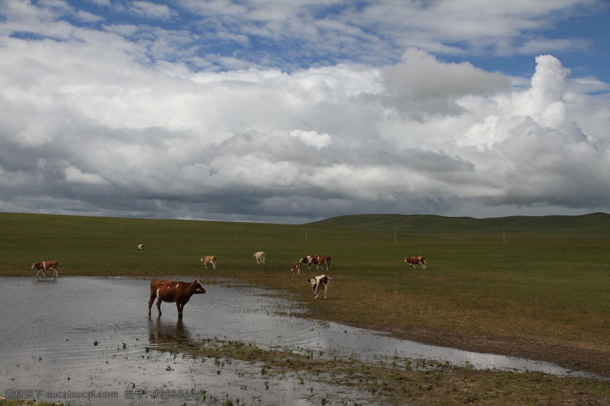 蓝天下的草原 草原 湖水 风光 牛羊 白云 自然风景 旅游摄影
