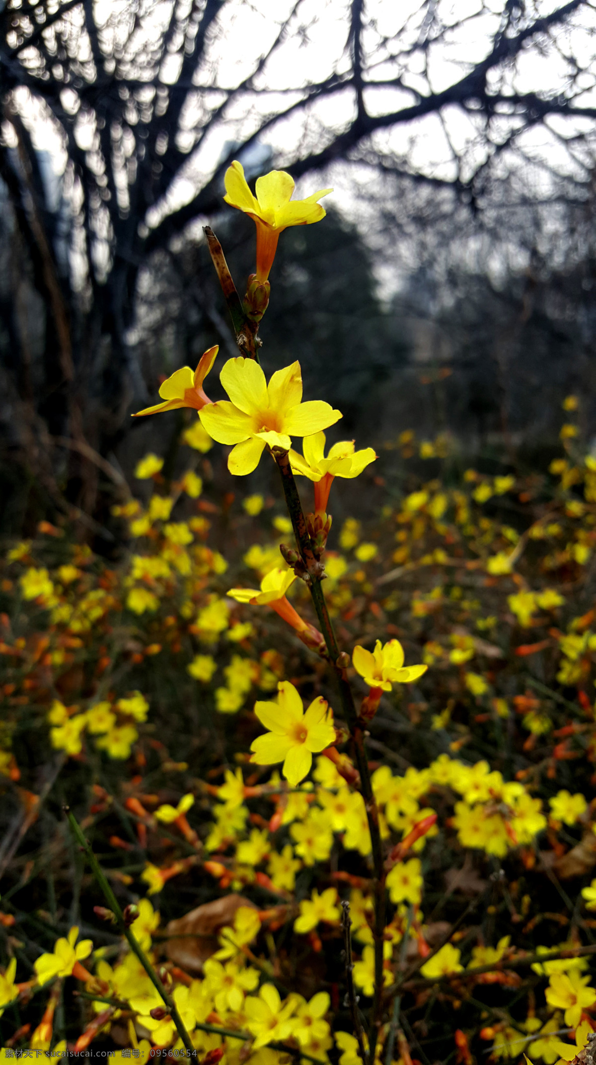 一支迎春花 迎春花 花 春天 黄花 花朵 春季 季节 自然 花卉摄影 自然景观 田园风光
