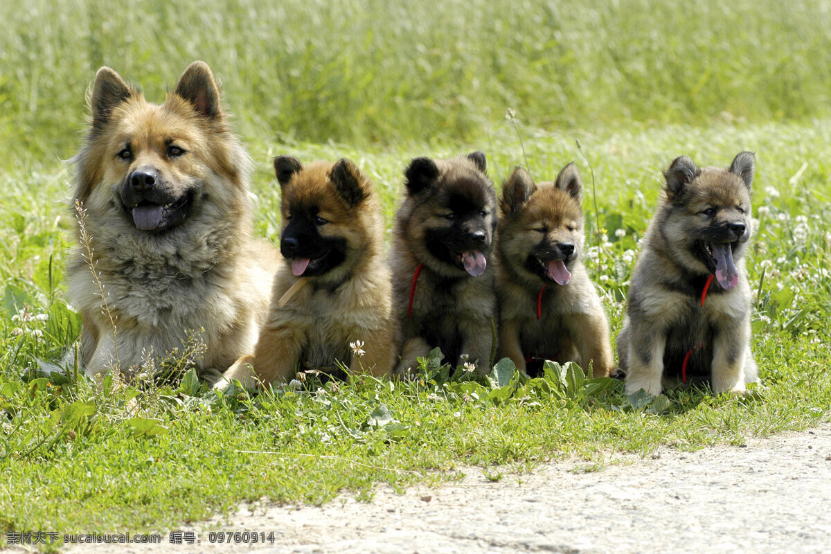 草地 上一 排 狗 小狗 犬 小狗图片 宠物狗 名贵犬种 宠物狗图片 可爱 小狗图片大全 宠物 小动物 狗狗图片 生物世界