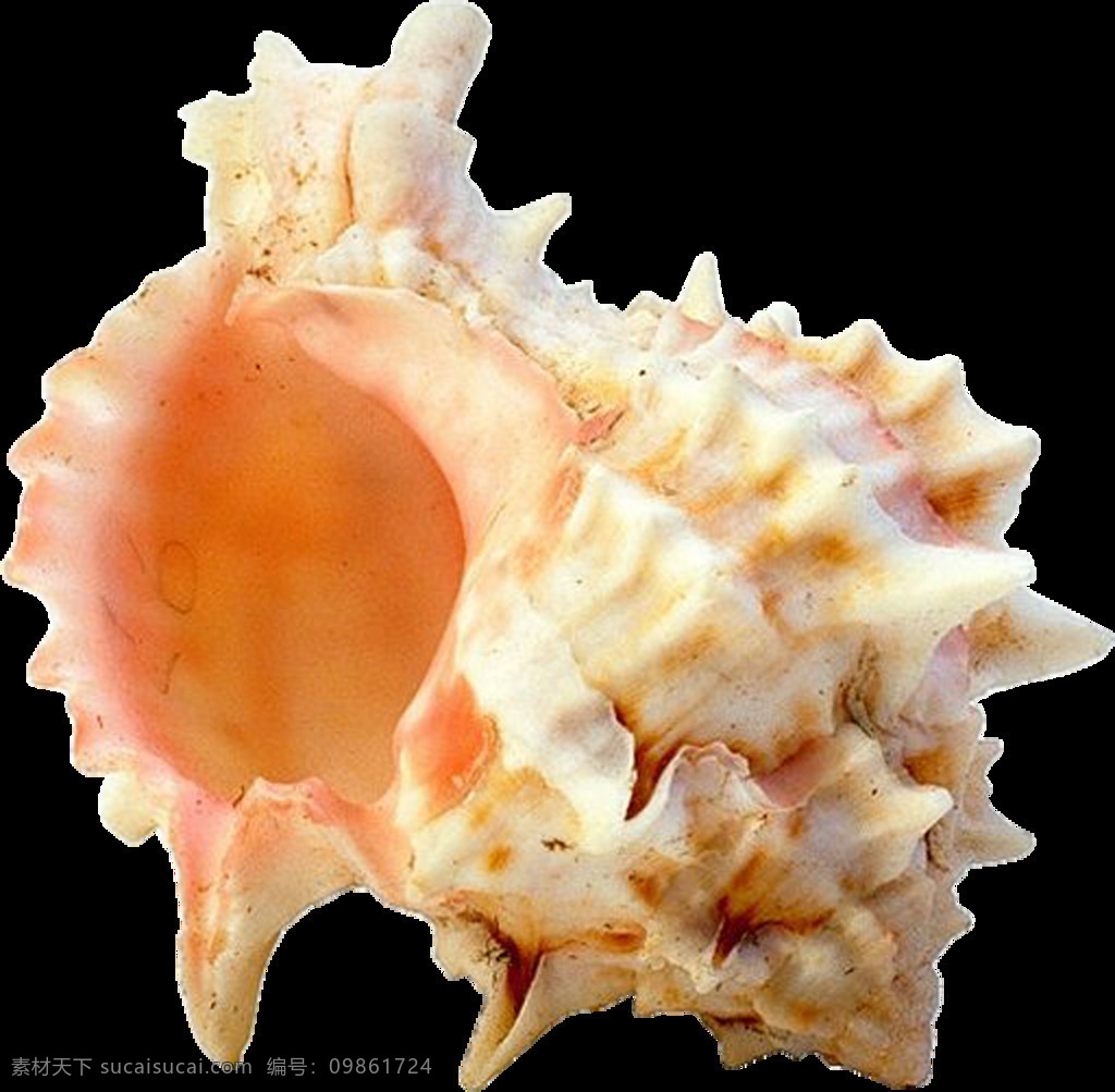 带 尖角 海螺 免 抠 透明 图 层 海螺简笔画 海螺摄影 贝壳素材 贝壳海星 失量图贝壳 动物的海洋 海洋动物图片 贝壳 海边贝壳 沙滩海螺 贝壳海螺