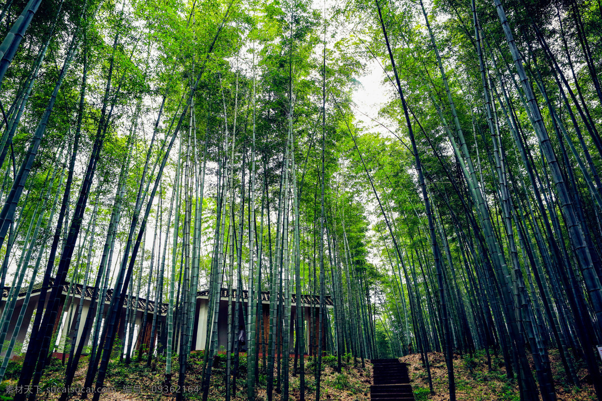 竹海 国家森林公园 贵州赤水 自然 森林公园 景点 竹林 自然风景区 风景名胜区 观光休闲区 自然景观 自助游 国内旅游 旅游摄影