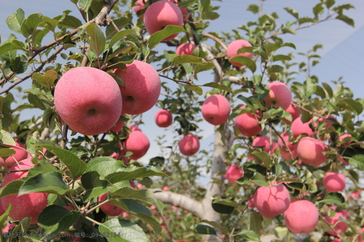 树枝头的苹果 苹果 丰收 水果 食物 红彤彤 自然生物 生物世界