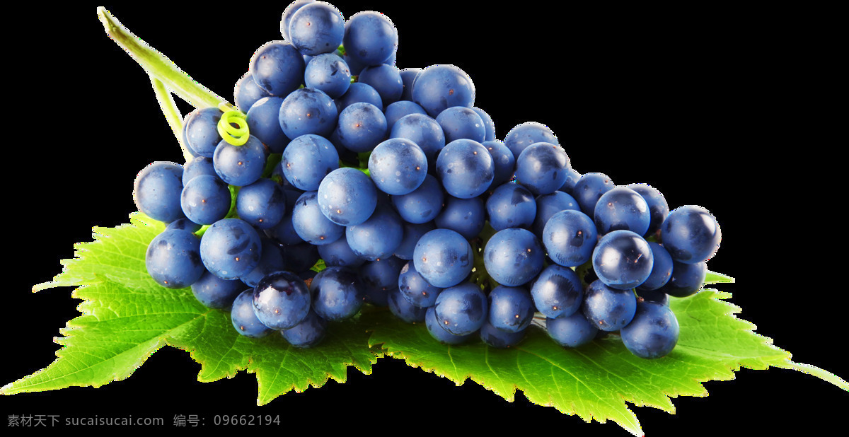 葡萄酒 花卉 食品 浆果 新鲜水果 盘中葡萄 青葡萄 成熟的葡萄 葡萄熟了 插画 生物世界 水果
