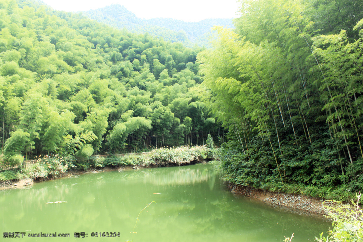 木 坑 竹海 安徽 风景 竹林 竹子 自然风景 自然景观 木坑竹海 矢量图 日常生活