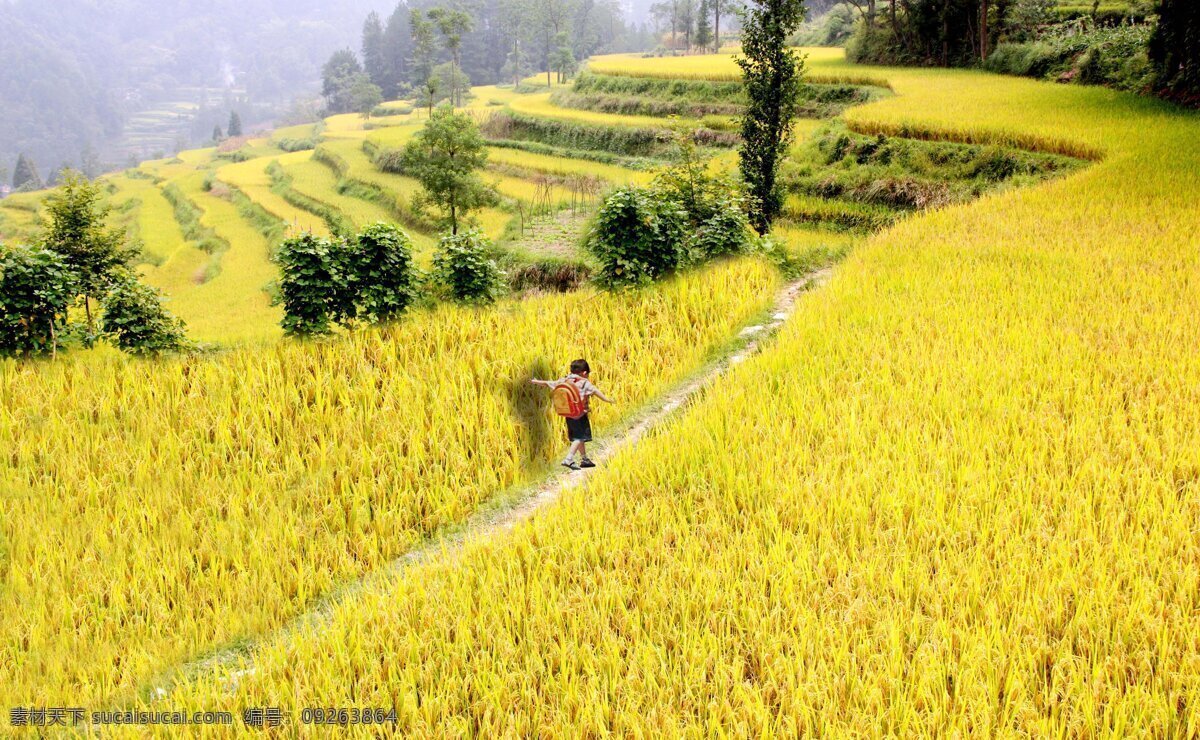 稻田 秋天风景 树 田园风光 田园风景 现代科技 金灿灿 稻 香 田 秋天田园风光 稻香田 稻田种植 农业种植 农业生产 矢量图 日常生活