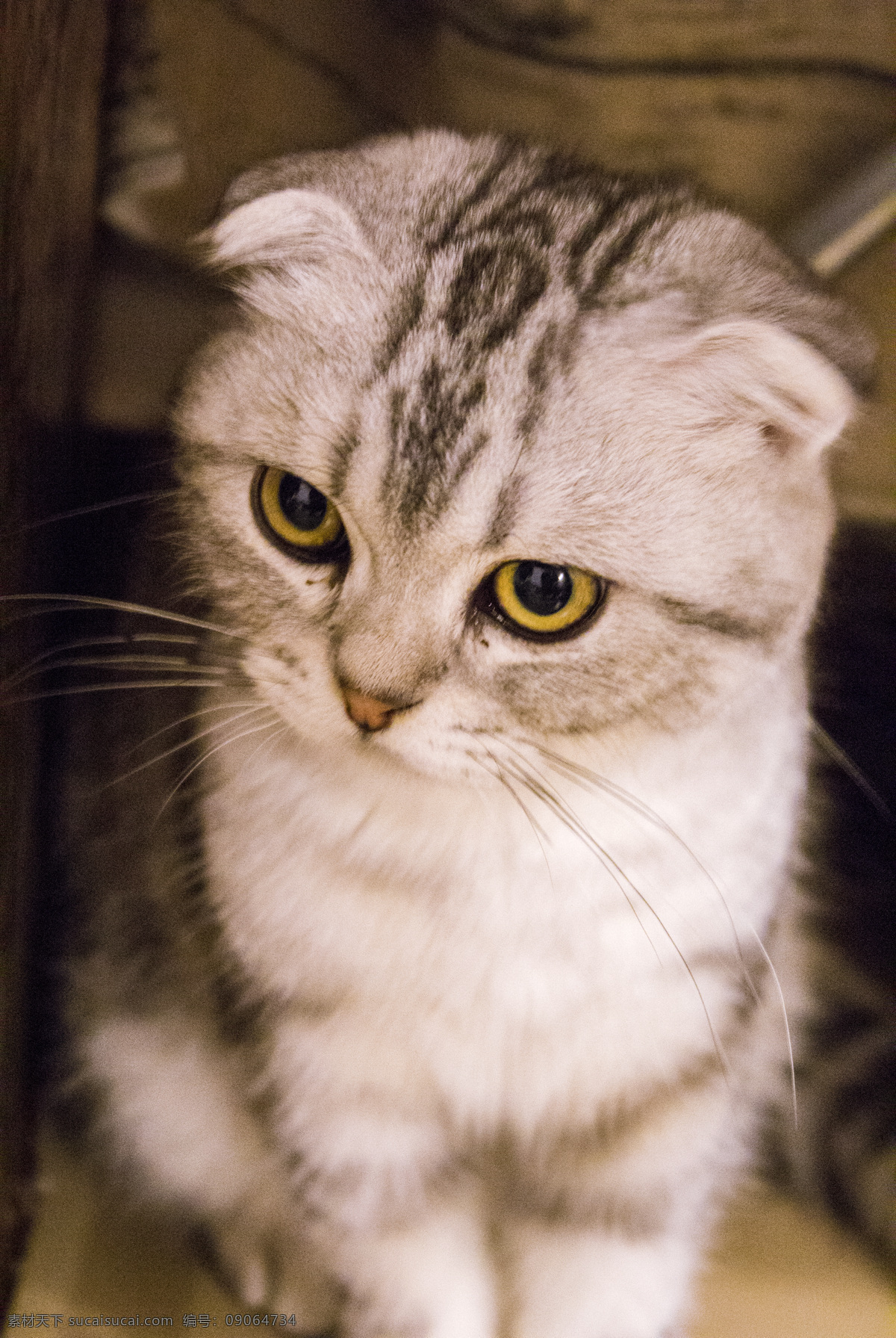 可爱 折 耳 猫 商用 折耳 美短 宠物 猫咪 幼猫 萌宠 动物 照片