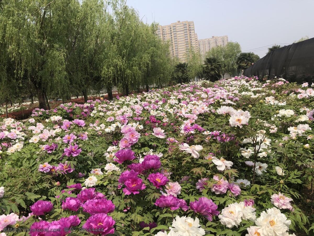 牡丹花园 牡丹花 花海 国花 花园 生物世界 花草