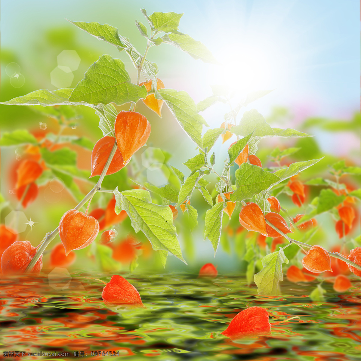 高清 鲜花 素材图片 花朵 花纹 水纹 叶子 绿叶 花卉 鲜花摄影 植物 蔬菜图片 餐饮美食