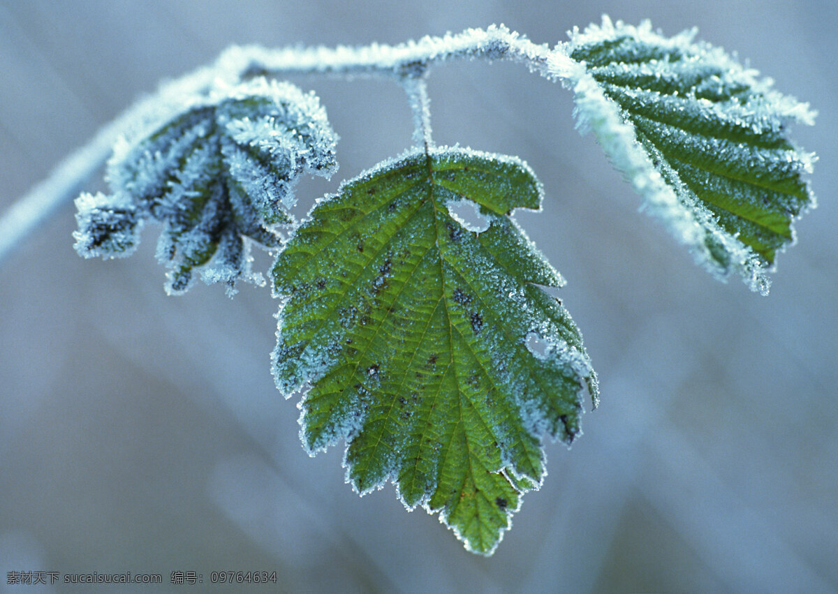 冰雪和植物