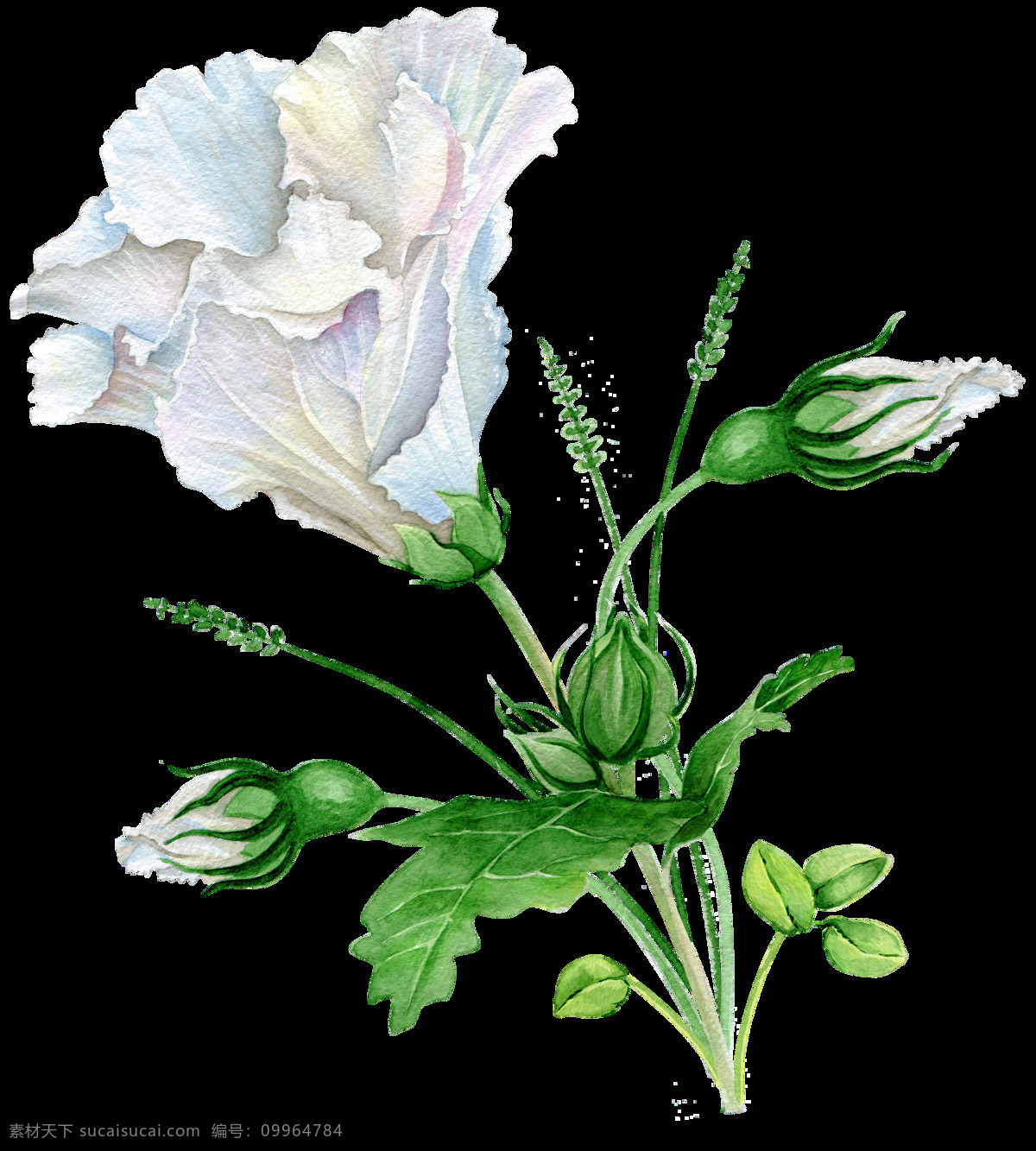 手绘 清雅 白色 花 透明 花苞 绿色 淡蓝色 叶子 透明素材 装饰图案 免扣素材