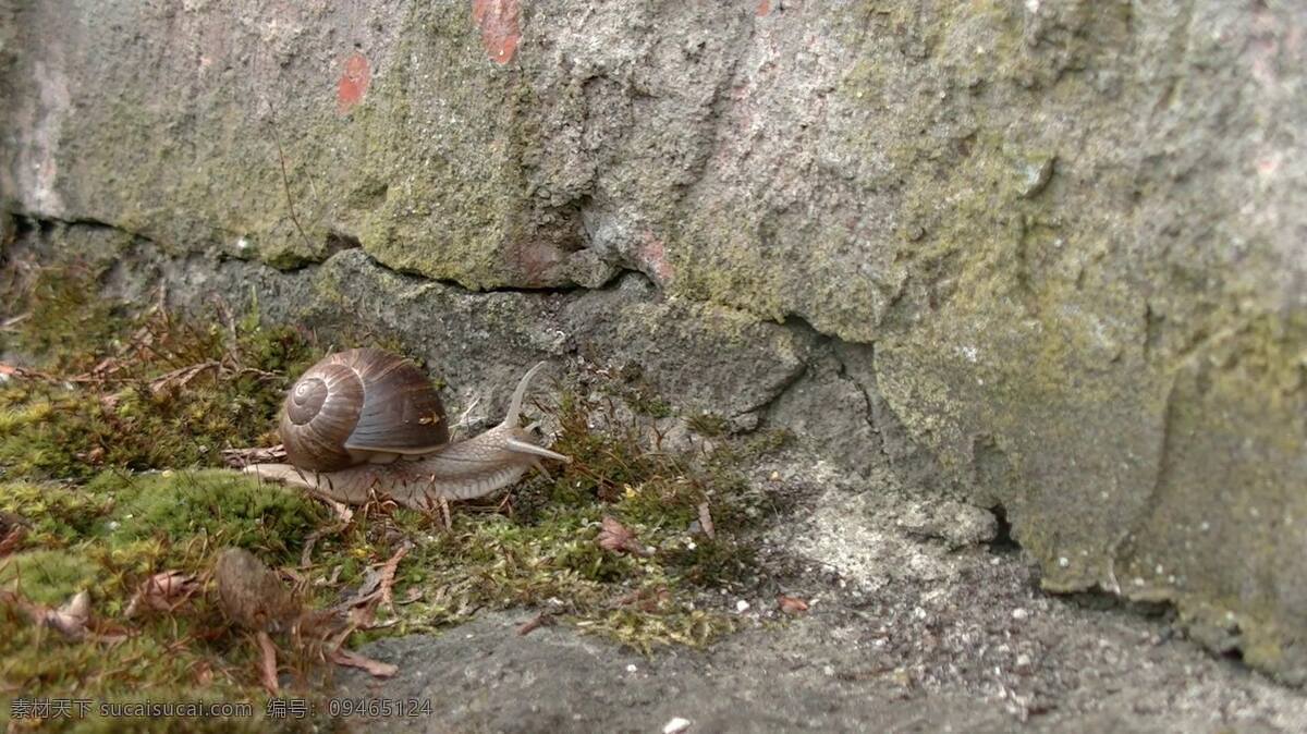 缓慢 爬 动 蜗牛 视频 石墙 草地 小蜗牛