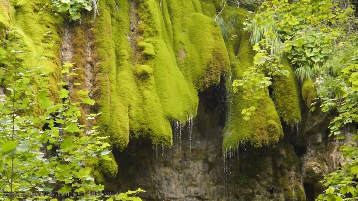 瀑布moss 自然 苔藓 挂 森林 绿色 雨 水 自然的 环境 野生的 荒野 保护 岩石 多石的 在户外 夏天 春天