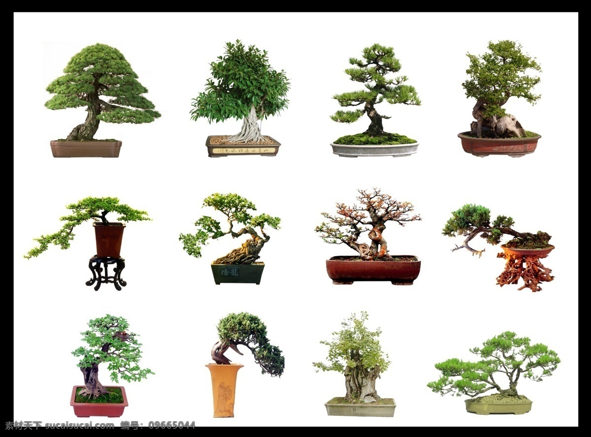 盆栽 植物 植物海报 植物广告 植物设计 植物宣传 植物背景 植物图片 植物园 植物促销 绿色植物 室内植物 手绘植物 植物花卉 多肉植物 森林 小森林 树林 树木 绿色森林 森林小屋 卡通植物 卡通森林 童话森林 少儿 儿童 植树 绿色 树 手绘 卡通 春天 园林 梦幻森林 绿化 品牌 馆 杂货铺