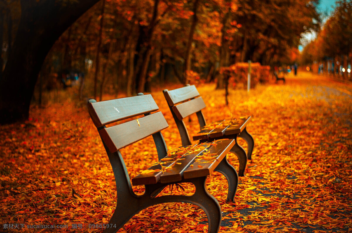 秋天 公园 风景图片 红叶 黄叶 落叶 秋色