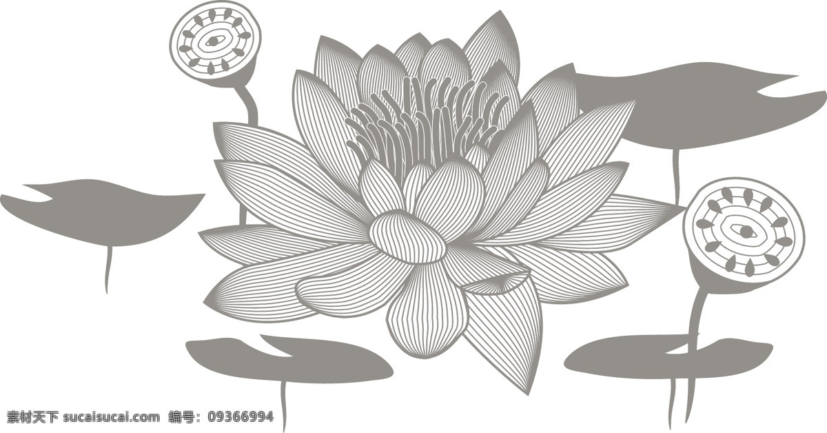 荷花 荷叶 苫梢妒噶克夭 插画集