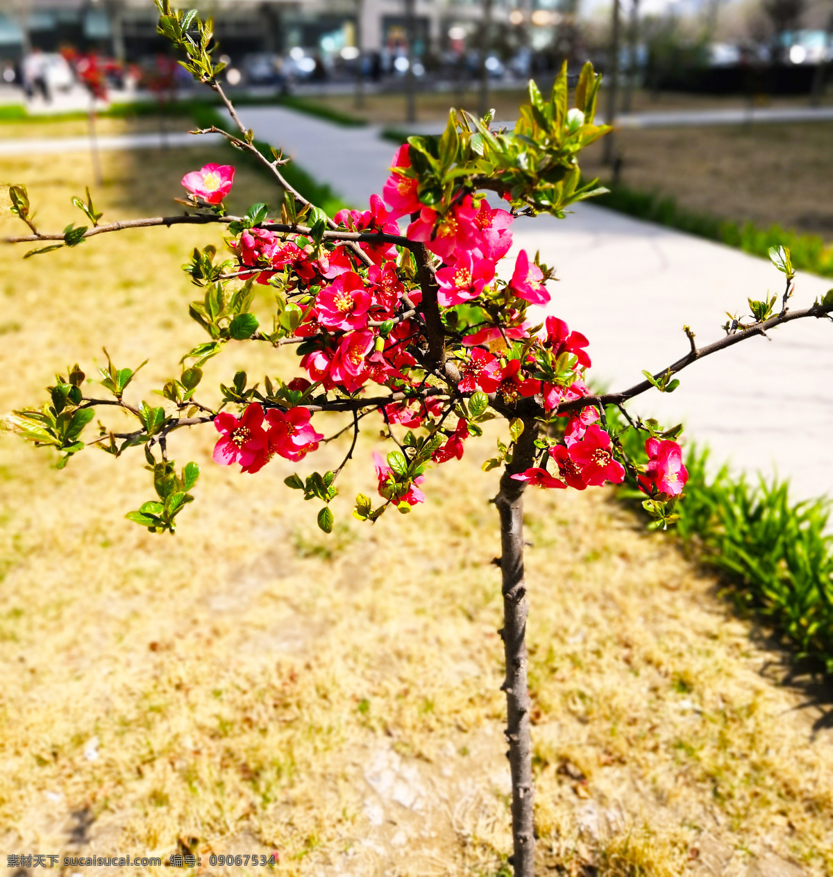 海棠花 海棠树 植物 红色 风景 自然 景观 花团锦簇 自然风景 自然景观