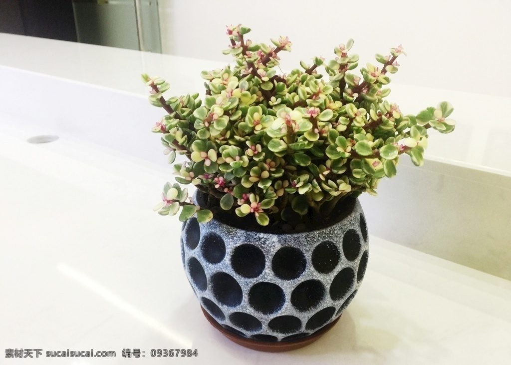 多肉植物 多肉 办公室绿植 小盆载 花草 照片 生活百科