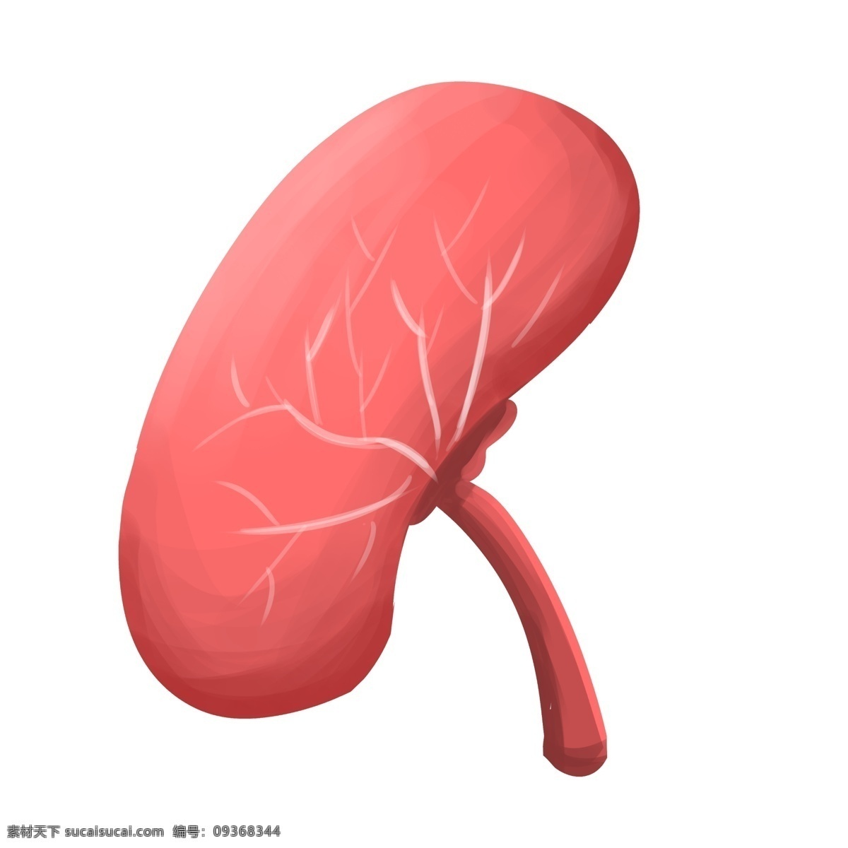 医疗 医学 人体 器官 心 肺 肝脏 脑 胃 人体器官 卡通人体器官 人体脏器插画