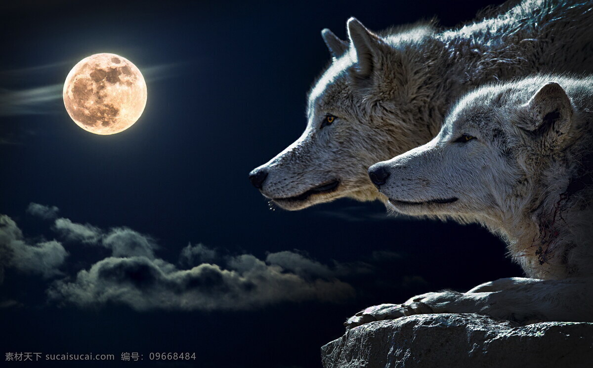 野狼图片大全 野狼 高清 大全 狼 月夜狼 月夜 灰狼