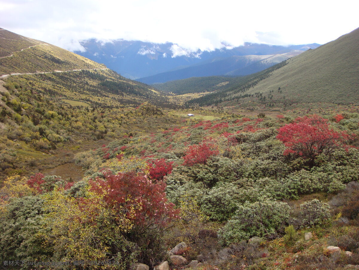 高山 花 10月 白云 红色 山水风景 西藏 自然景观 高山的花 彩林 psd源文件