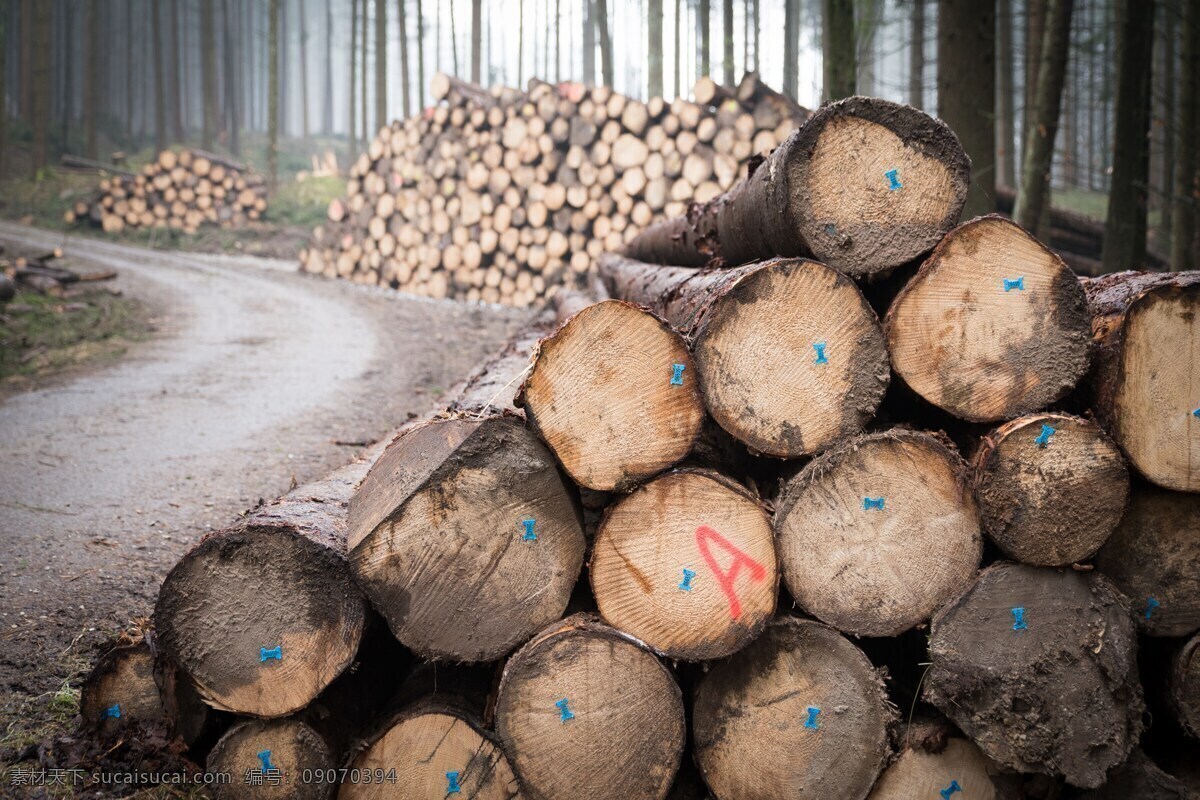 森林 树干 树 风暴木 林业 株 年轮 大自然录音 结构 自然的树干 砍伐 杉木 云杉 砍树 伐木 现代科技 农业生产