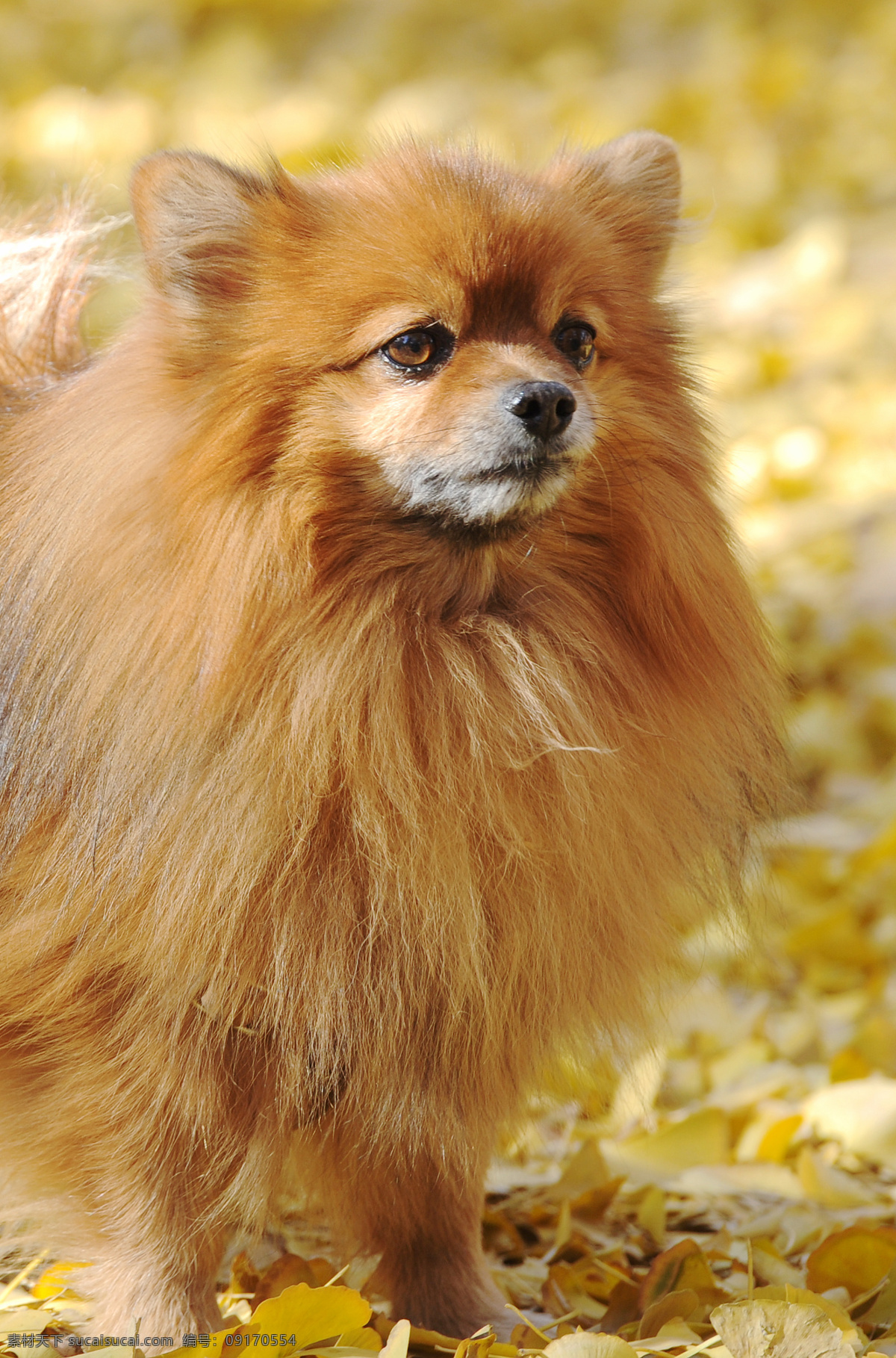 德国狐狸犬 狐狸犬 小狗 金毛狗 德国狗 金毛 银杏叶 树叶 家禽家畜 生物世界