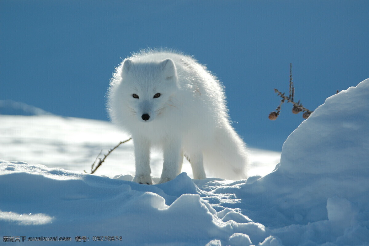 北极狐 狐 白狐 狐狸 白色狐狸 生物世界 野生动物