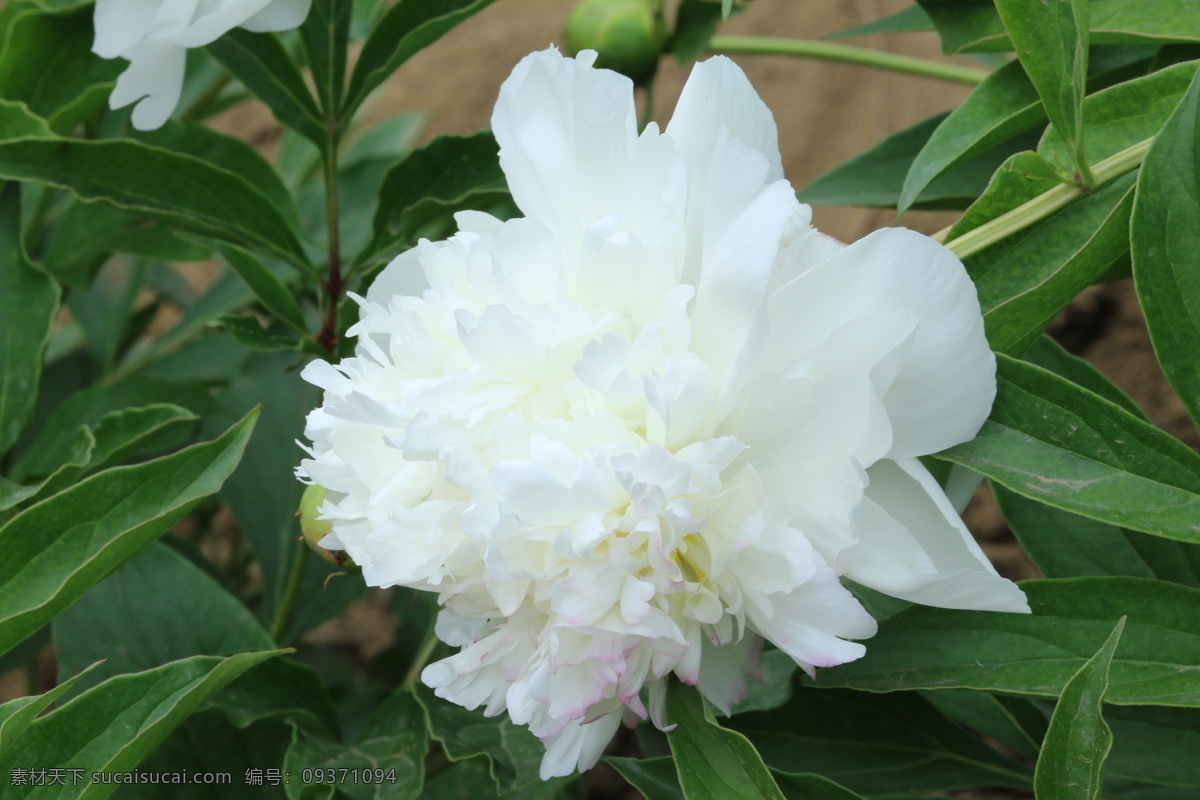 芍药花 芍药 将离 离草 花卉 花儿 花骨朵 花草 植物 园林绿化 绿化景观 花朵 花蕊 芍药牡丹 生物世界 树木树叶