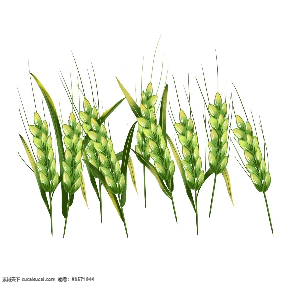 麦田里 麦穗 手绘 元素 二十四节气 小满 麦田 小麦 稻谷 粮食 农作物 农民 食物
