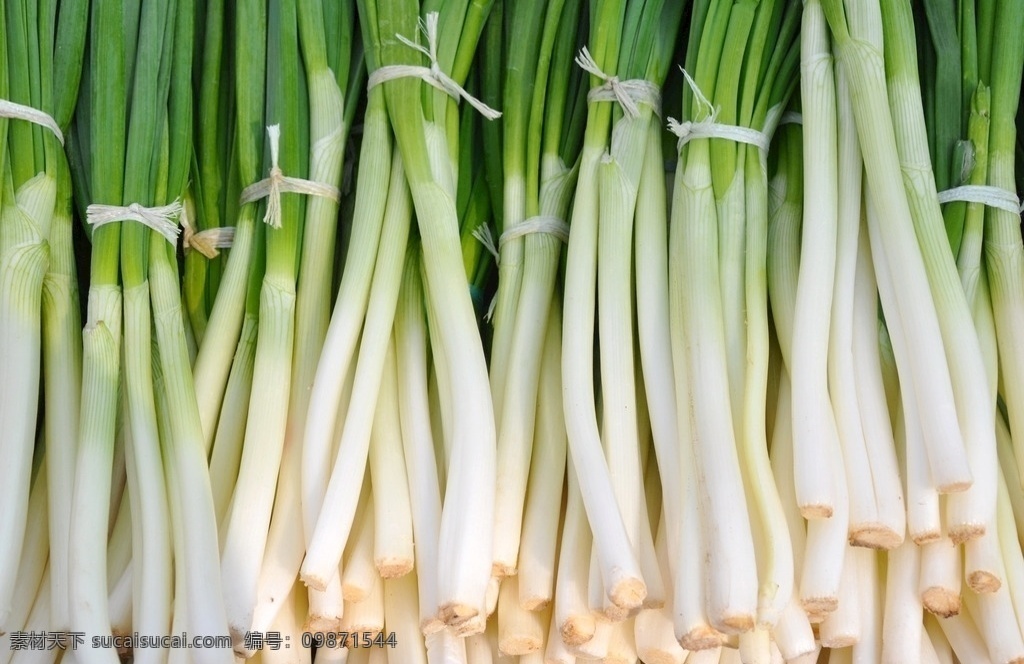 大葱 青葱 蔬菜 绿色蔬菜 有机蔬菜 蔬菜摄影 生物世界