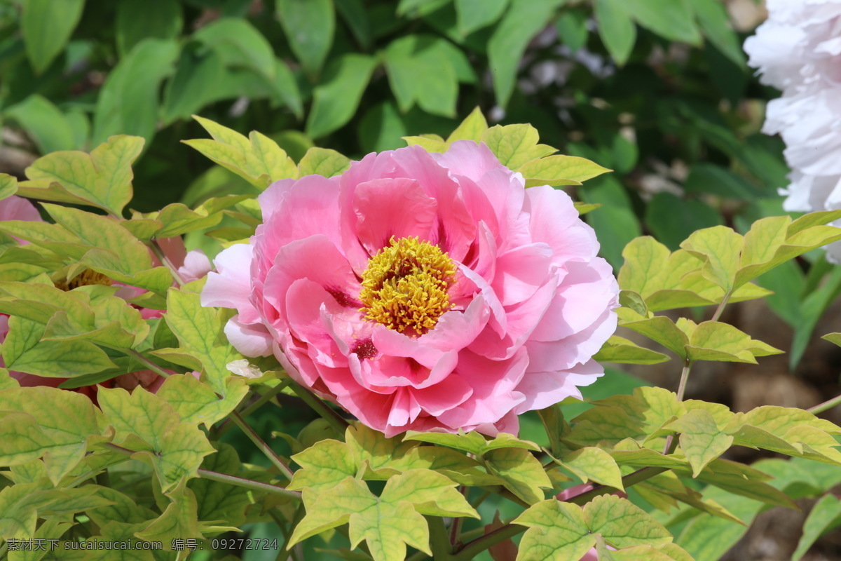 牡丹花 牡丹 观赏花卉 鼠姑 木芍药 百雨金 洛阳花 花朵 花瓣 花蕊 花卉 花儿 花草 植物 园林绿化 绿化景观 芍药牡丹 生物世界