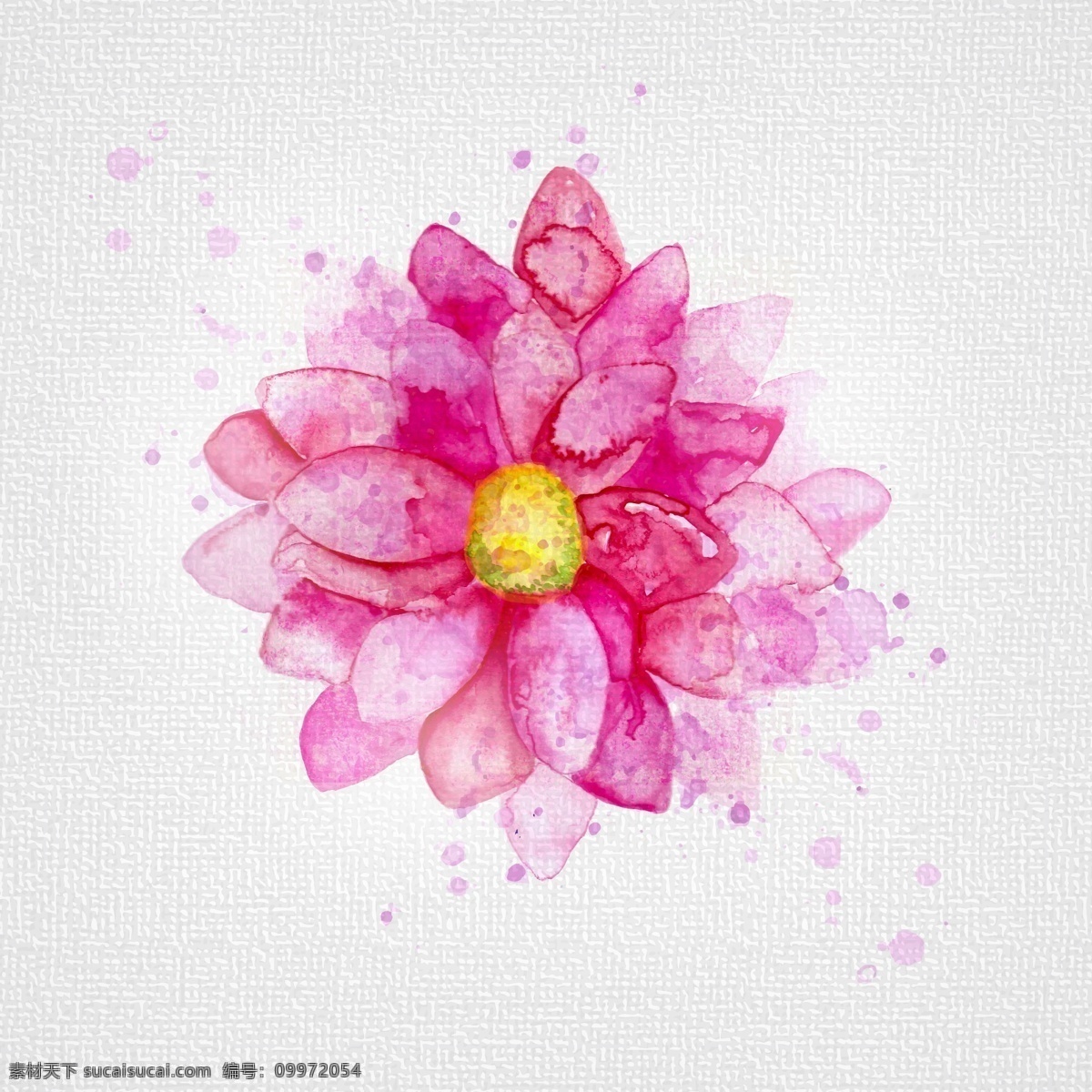 粉菊 粉色 菊花 水彩 水墨 菊花矢量