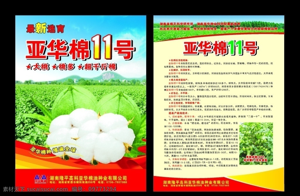 亚华棉11号 棉花 棉花宣传单 棉花地 亚华棉 亚华棉标志 宣传单 棉花种子 矢量