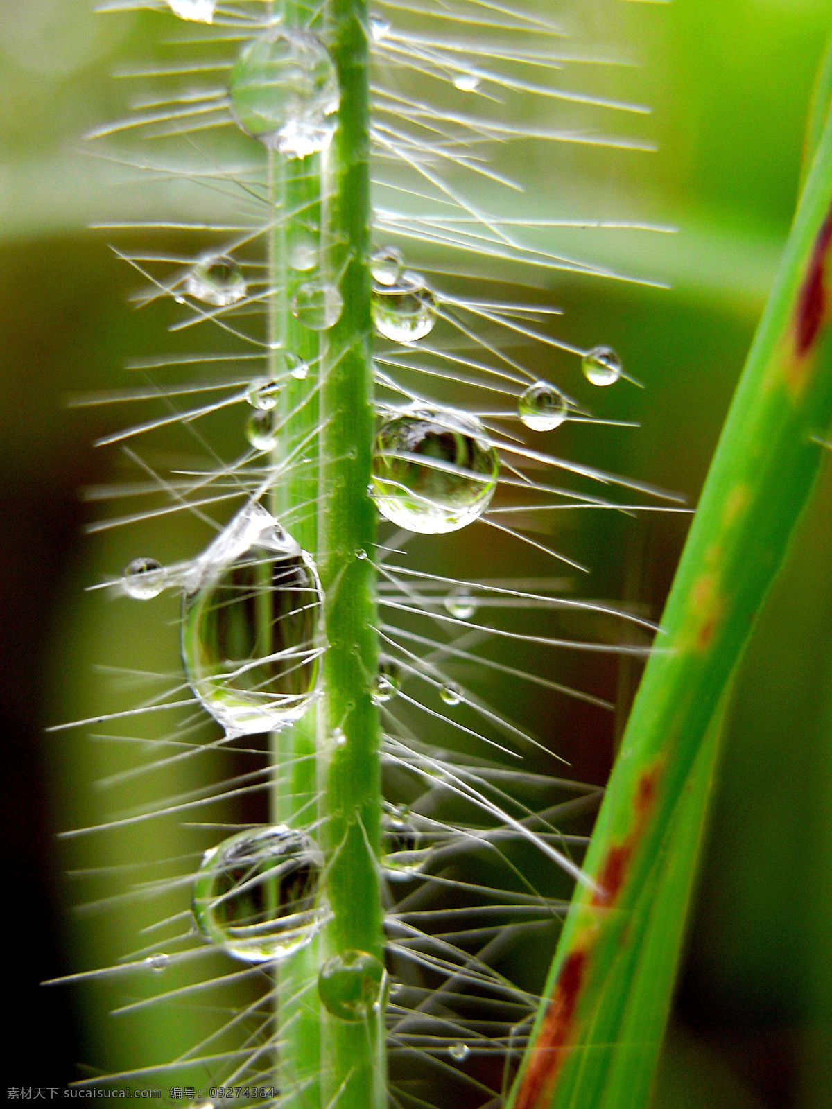 花草 绿色 青草 摄影图库 生物世界 水滴 水珠 野草 上 雨珠 野草上的雨珠 水 雨后 茅草 psd源文件
