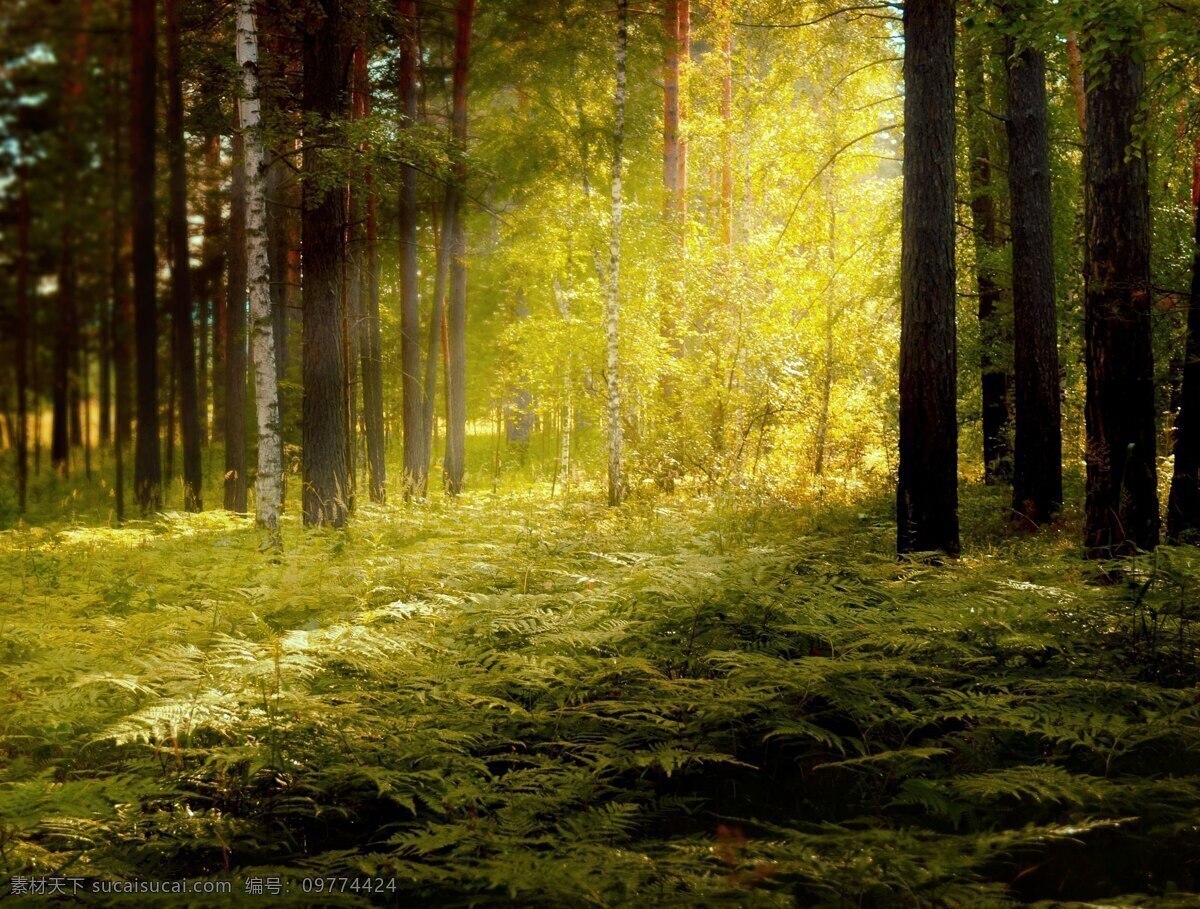 夕阳西下 森林 梦幻素材 梦幻背景 森林素材 森林背景 阳光 阳光照射 自然景观 自然风景