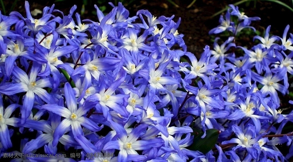 花团锦簇 蓝色 野 花朵 百合 野花 4k壁纸 动植物 3d设计 3d作品