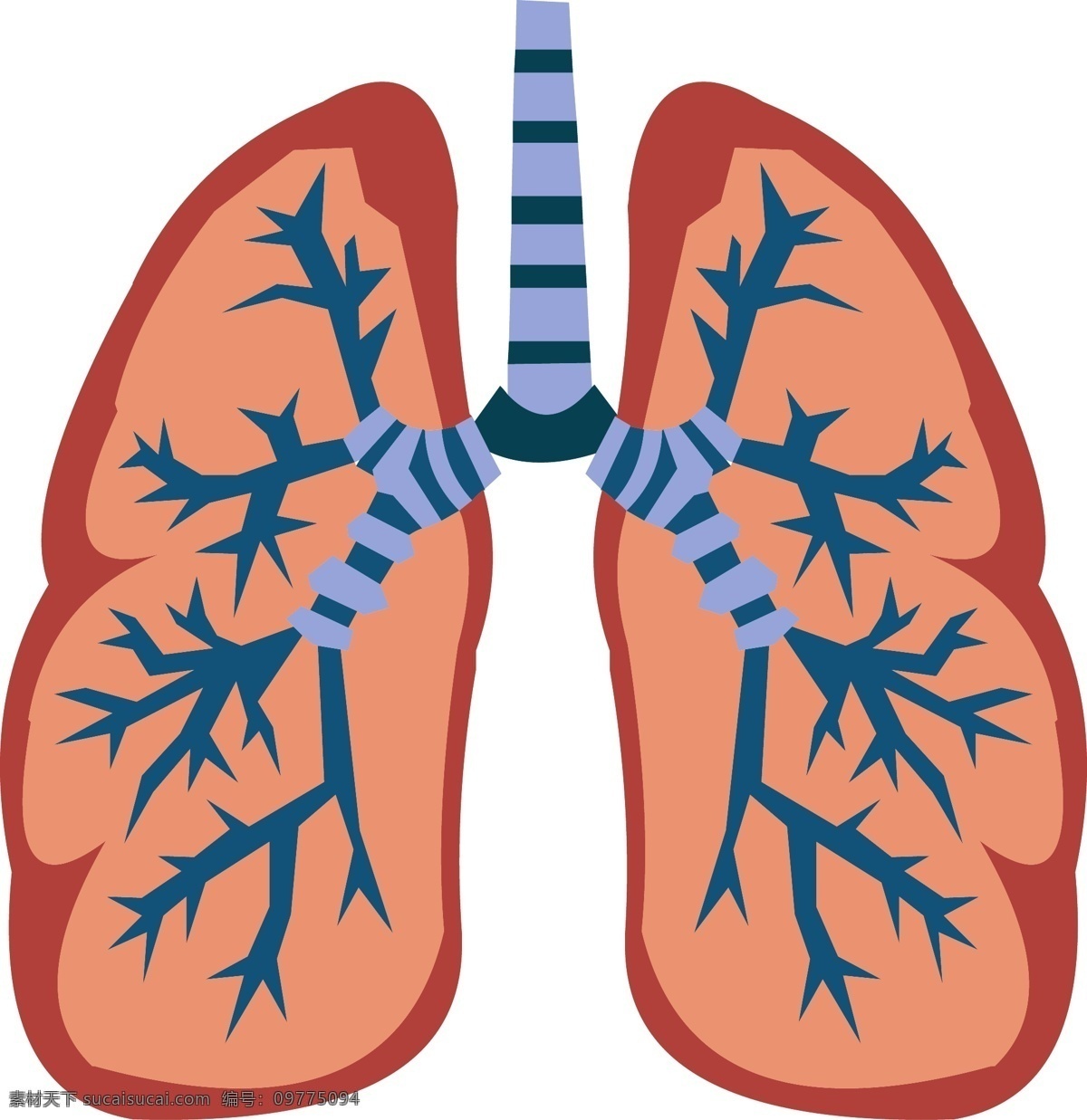 手绘 扁平 人体 器官 肺 矢量 免 抠 肺结构图 器官结构 手绘器官 人体器官 矢量器官 器官图 五脏六腑 脏器 卡通器官