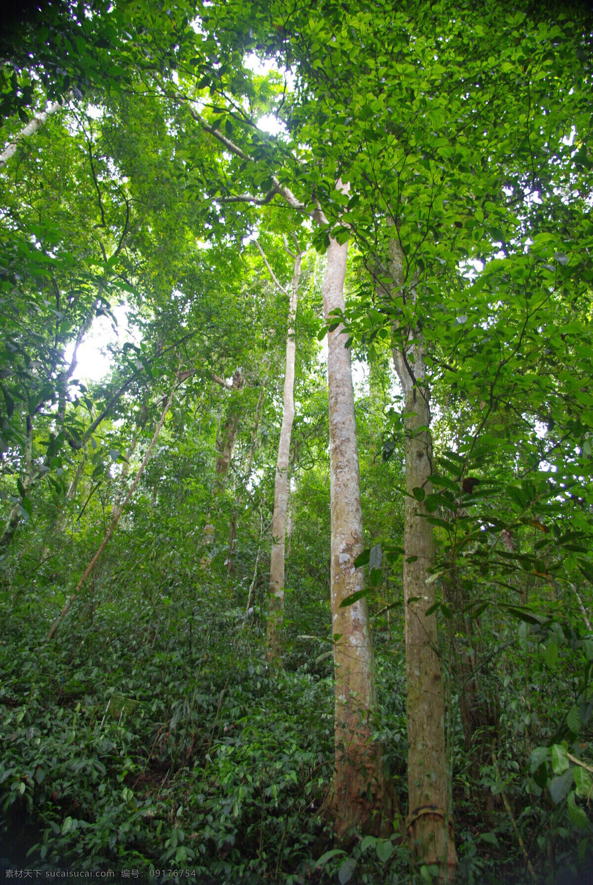 西双版纳 热带 植物园 热带雨林 热带植物 热带灌木 灌木 国内旅游 旅游摄影