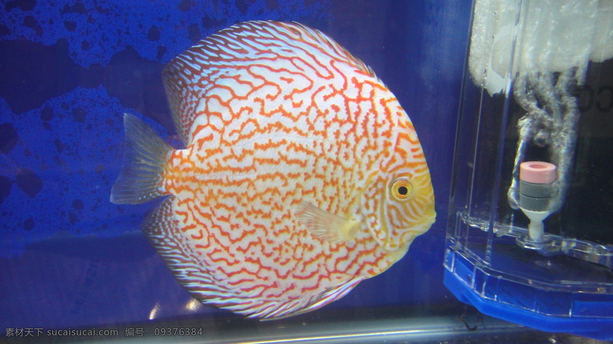 热带鱼 神仙 生物世界 水族 水族箱 鱼 鱼类 七彩神仙鱼 七彩神仙 观赏鱼 神仙鱼 热带鱼观赏鱼 淡水鱼 豹纹蛇