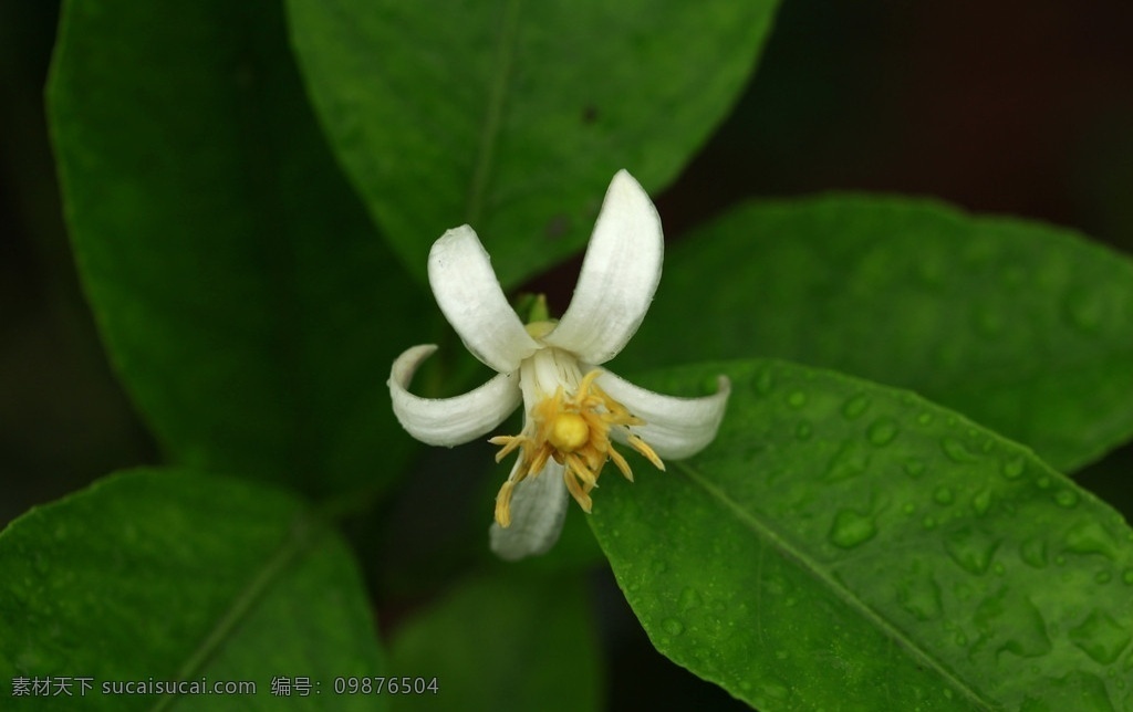 柠檬花 柠檬树 柠檬叶 露珠 花蕊 花瓣 特写 安岳柠檬花 花草 生物世界