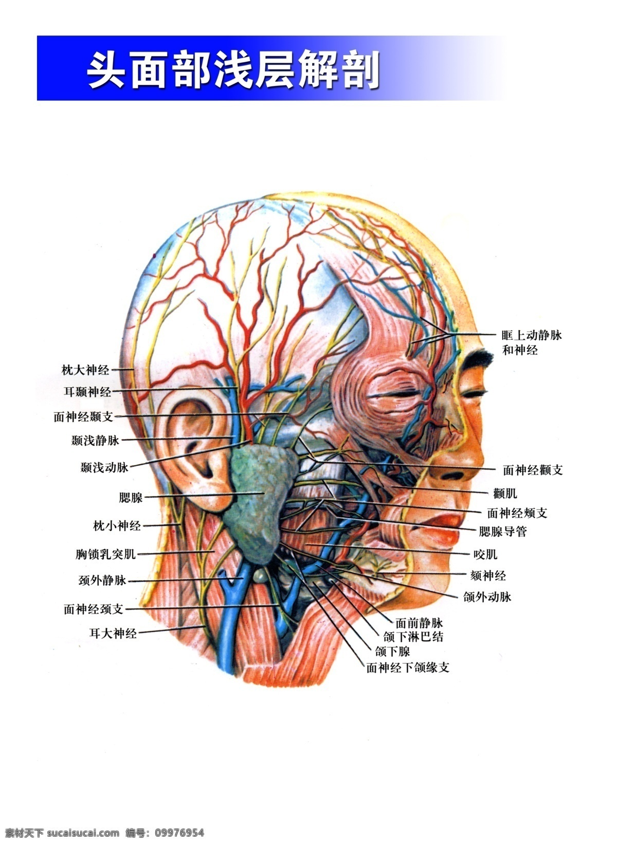 头 面部 浅层 解剖 展板 解剖分布图 神经 腮腺 耳大神经 一些分层广告 国内广告设计 广告设计模板 源文件