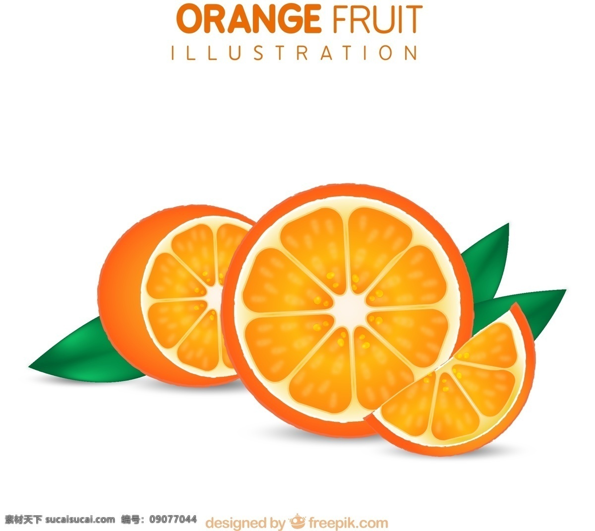 新鲜 切开 橙子 矢量图 水果 切片 橘子