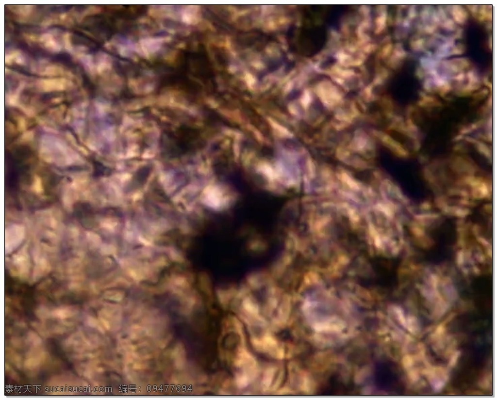 微生物 视频 高清视频素材 视频素材 动态视频素材 生物 生命