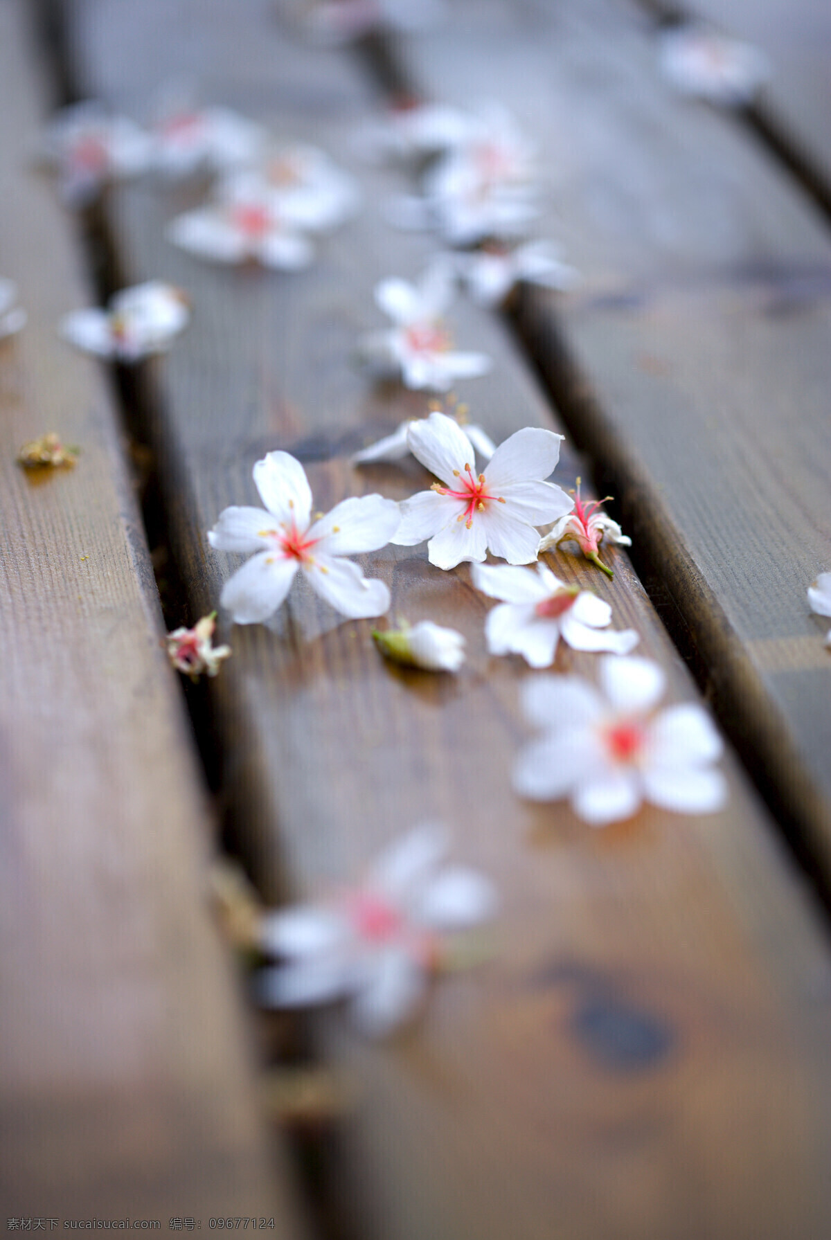 白色 純 淨 花 花朵 花卉 鲜花 白色純淨花 繁花似景 风景 生活 旅游餐饮
