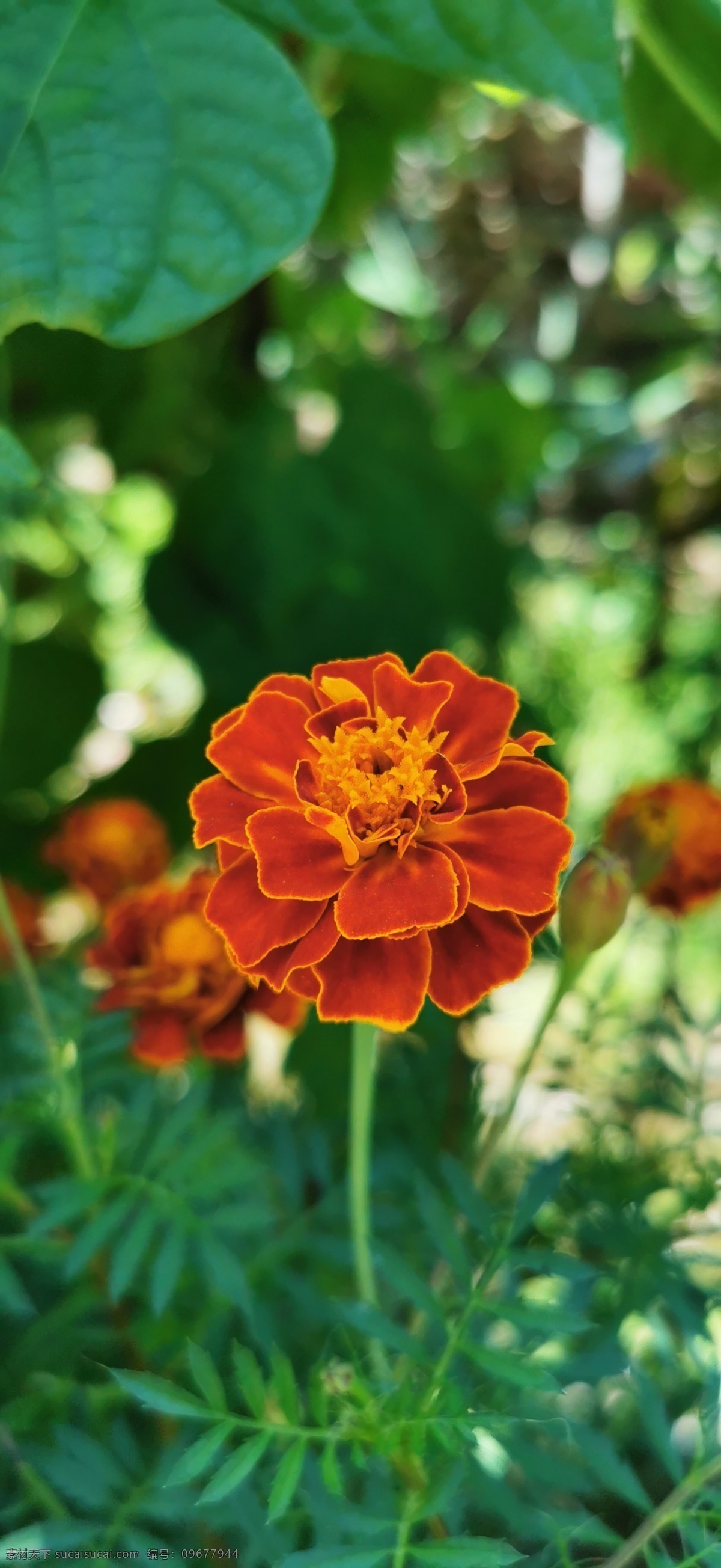 孔雀草 小万寿菊 红黄草 西番菊 缎子花 菊科 花朵 生物世界 花草