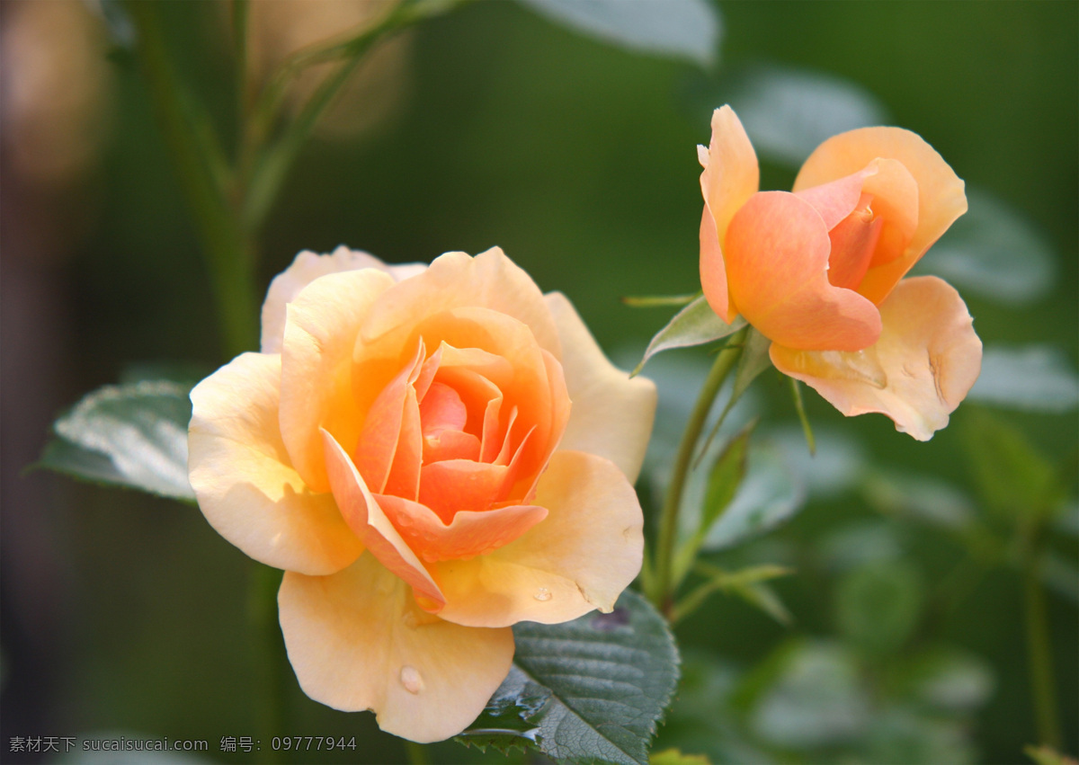 绿色植物 植物 花朵 叶子 叶片 绿叶 特写 花瓣 玫瑰 壁纸