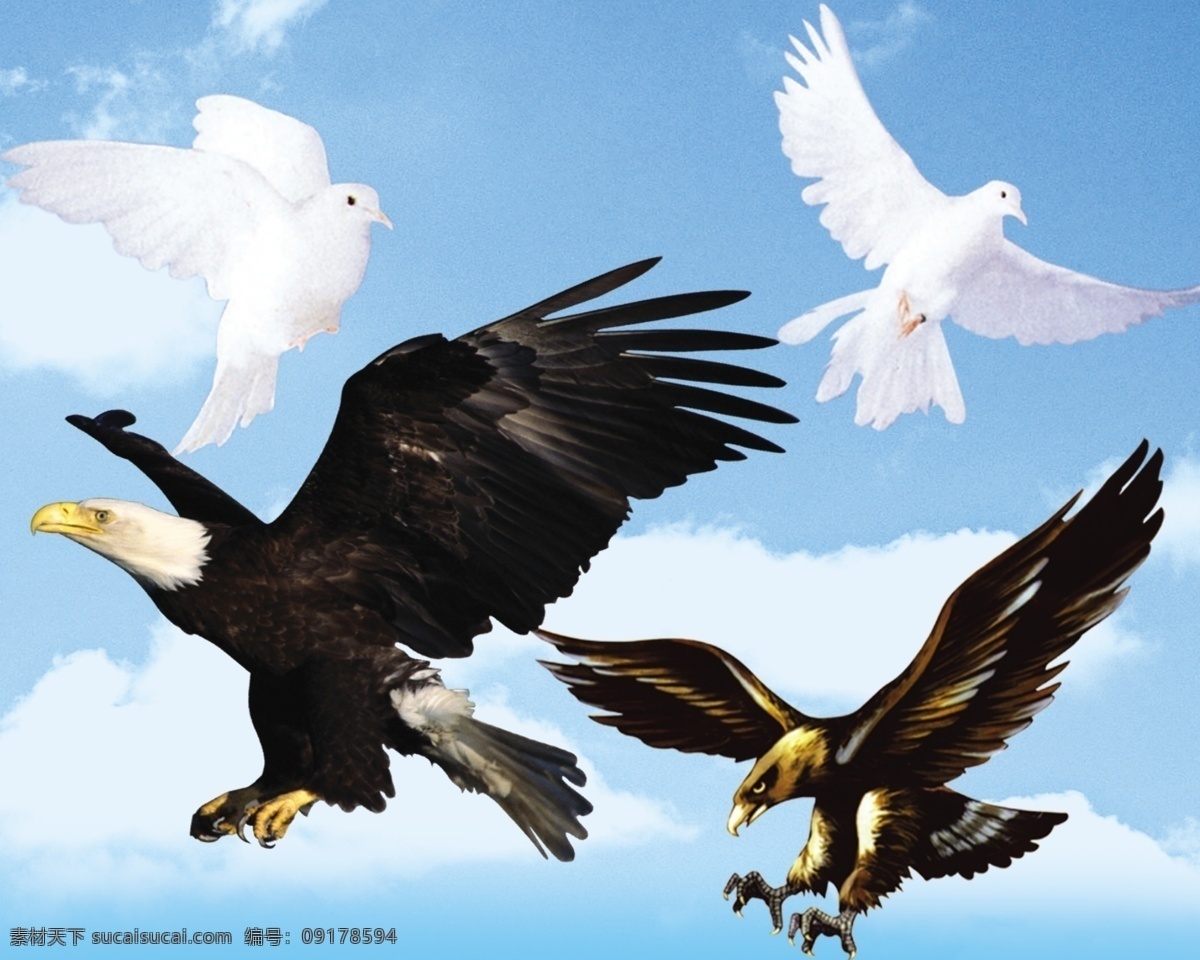 老鹰 鸽子 鹰 白鸽 和平鸽 蓝天 飞翔 翱翔 分层 源文件库