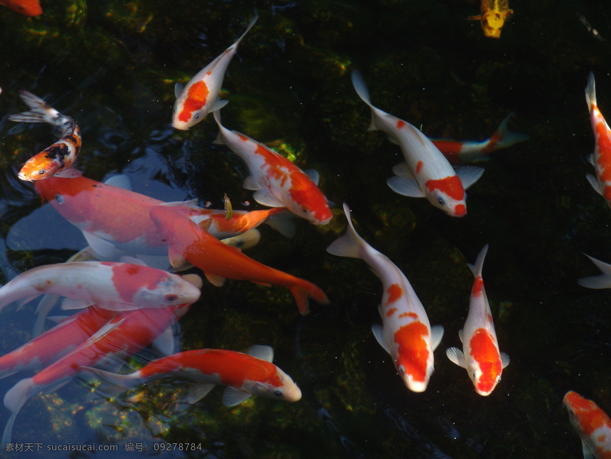 紫 园 锦鲤 生物世界 鱼 鱼类 紫园锦鲤 鱼塘 锦鲤系列